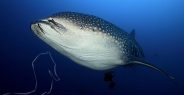 shark_whale_dr_ci_h_0067_cos3789.jpg
